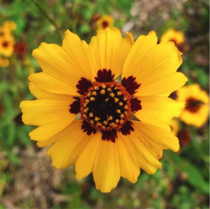 Coreopsis Seeds for Natural Dyeing - Various homeware shops bristol gift shops bristol COCOON Natural Dye House