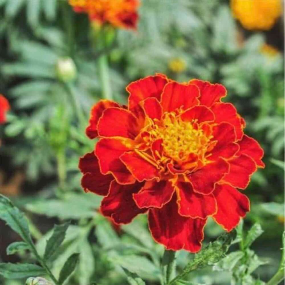 Marigold Seeds for Natural Dyeing - Various homeware shops bristol gift shops bristol COCOON Natural Dye House