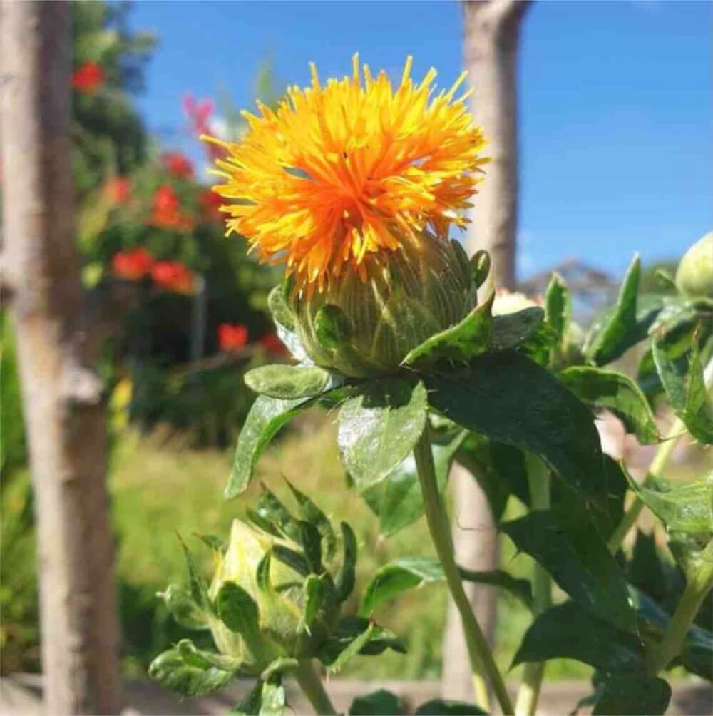 Safflower Seeds for Natural Dyeing - Various homeware shops bristol gift shops bristol COCOON Natural Dye House