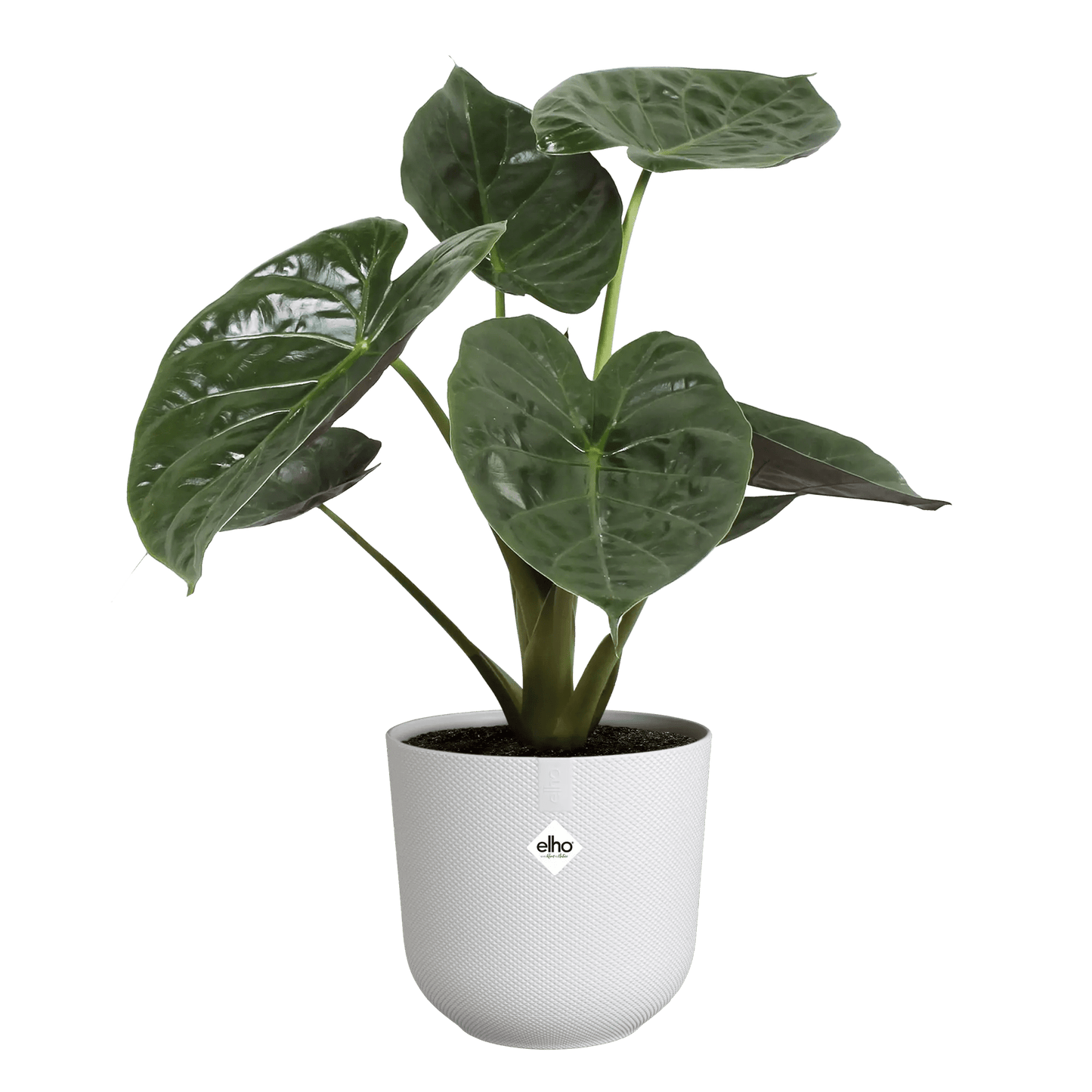 Plant Pot Silky White - Recycled Plastic Plant Pot 'Jazz Round' (multiple sizes) homeware shops bristol gift shops bristol Elho