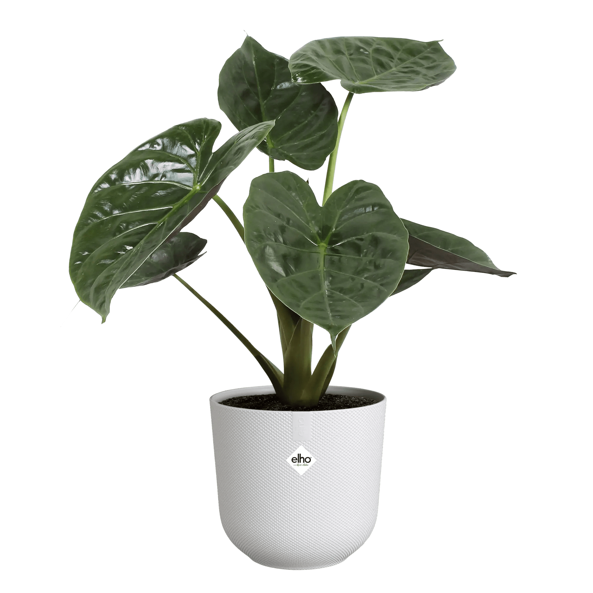 Plant Pot Silky White - Recycled Plastic Plant Pot 'Jazz Round' (multiple sizes) homeware shops bristol gift shops bristol Elho