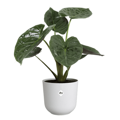 Plant Pot Silky White - Recycled Plastic Plant Pot 'Jazz Round' (multiple sizes) homeware shops bristol gift shops bristol Elho