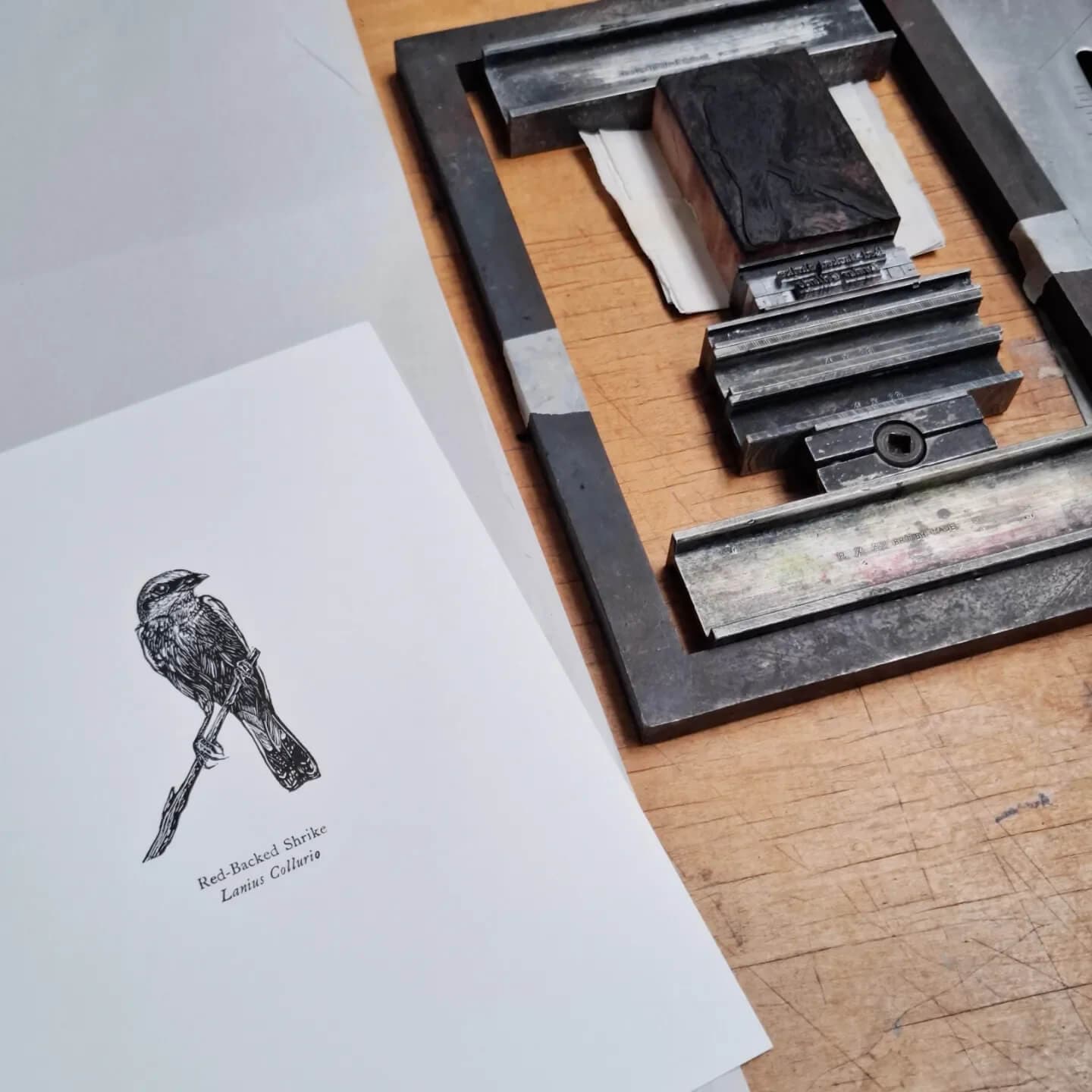 Bird Print Red-Backed Shrike Wood Engraving and Letterpress homeware shops bristol gift shops bristol Fiona Hamilton
