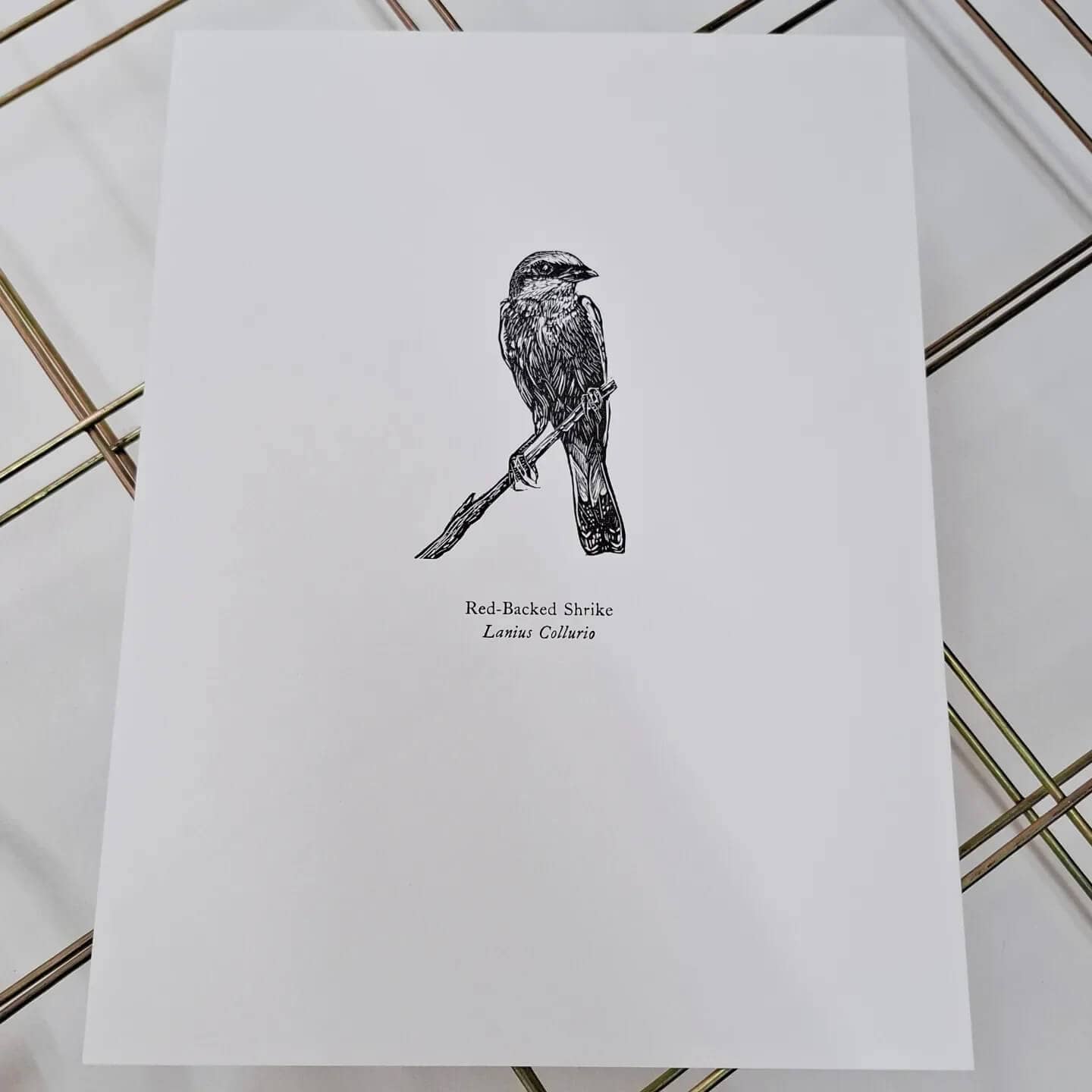 Bird Print Red-Backed Shrike Wood Engraving and Letterpress homeware shops bristol gift shops bristol Fiona Hamilton