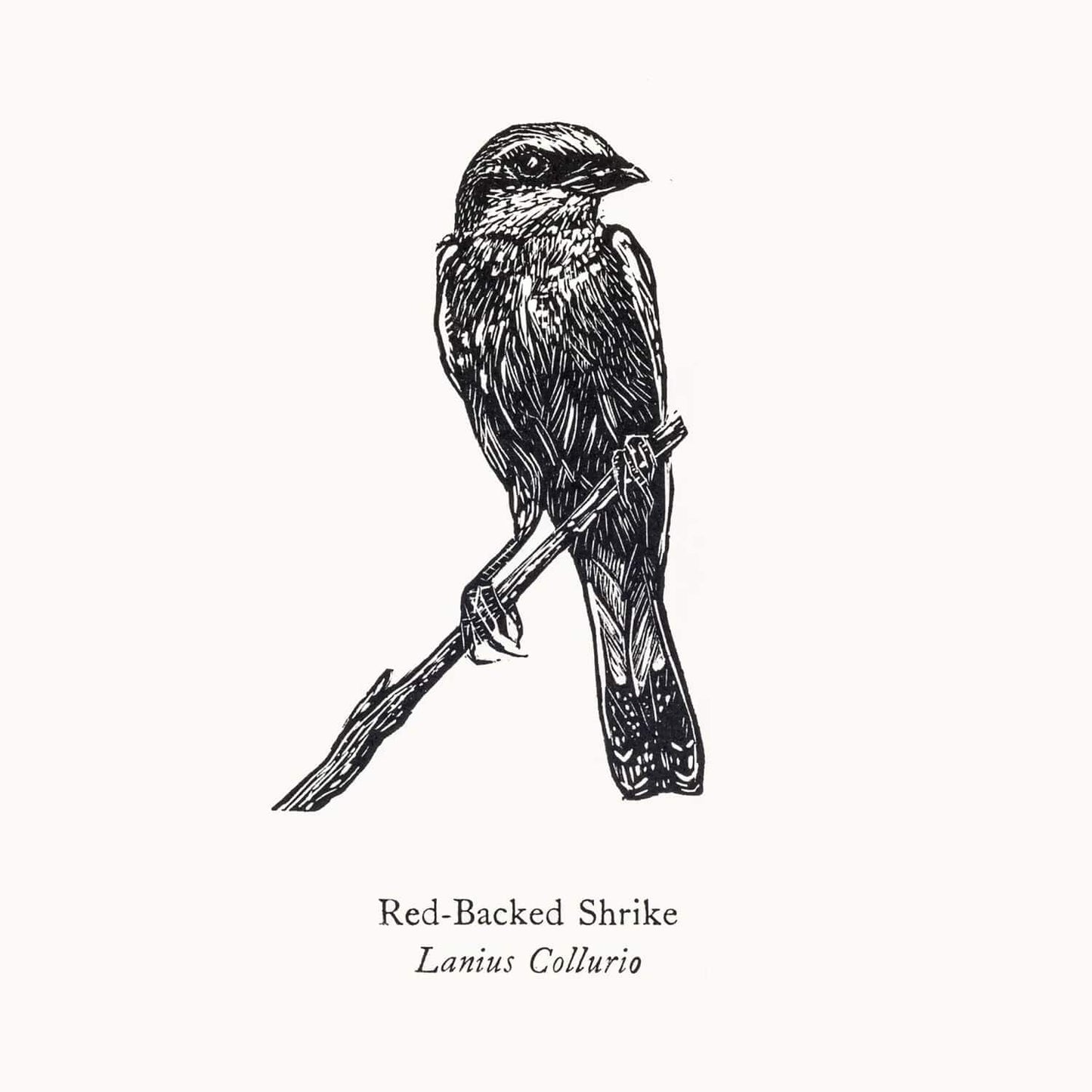 Bird Print Red-Backed Shrike Wood Engraving and Letterpress homeware shops bristol gift shops bristol Fiona Hamilton
