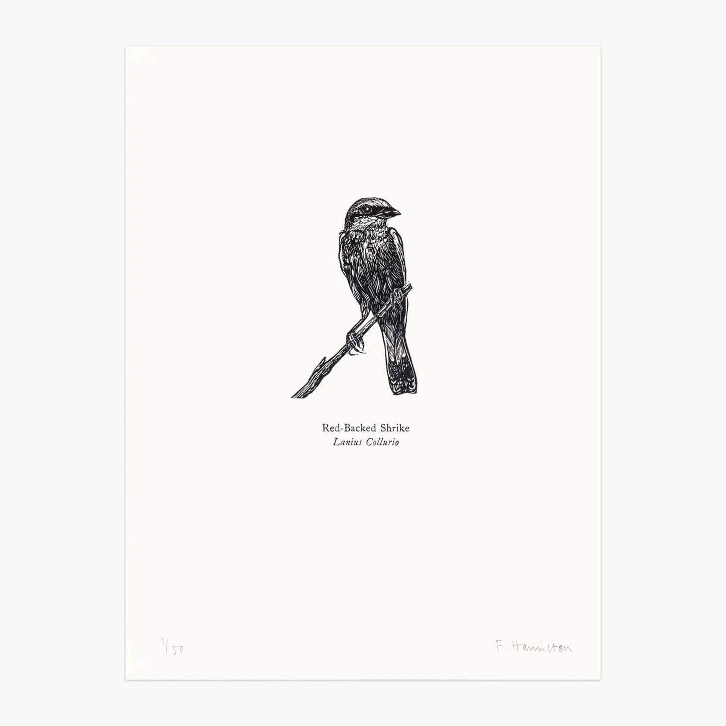 Bird Print Red-Backed Shrike Wood Engraving and Letterpress homeware shops bristol gift shops bristol Fiona Hamilton