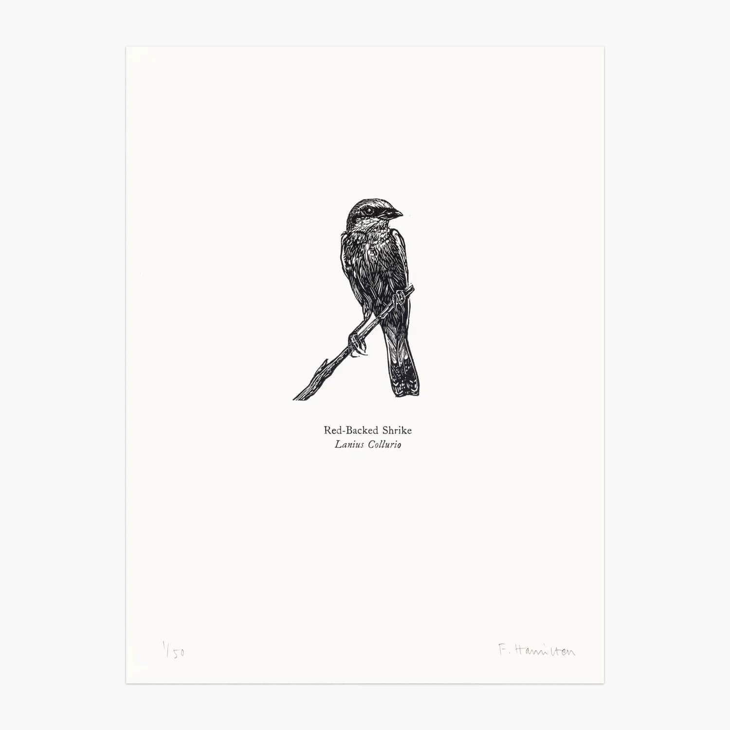 Bird Print Red-Backed Shrike Wood Engraving and Letterpress homeware shops bristol gift shops bristol Fiona Hamilton