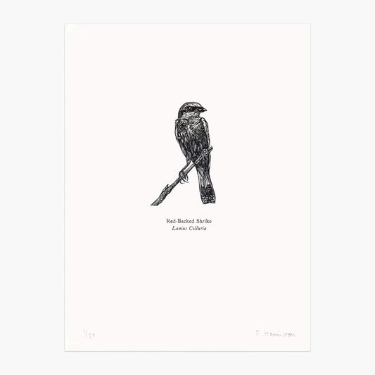 Bird Print Red-Backed Shrike Wood Engraving and Letterpress homeware shops bristol gift shops bristol Fiona Hamilton