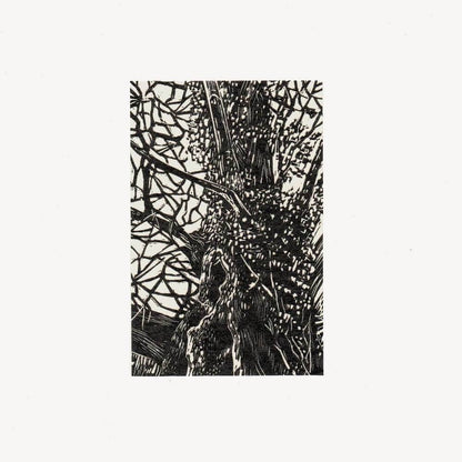 Chestnut with Ivy Trees Limited Edition Wood Engraving - Various Trees homeware shops bristol gift shops bristol Fiona Hamilton