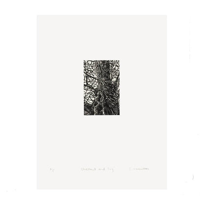 Tree Print Trees Limited Edition Wood Engraving - Various Trees homeware shops bristol gift shops bristol Fiona Hamilton