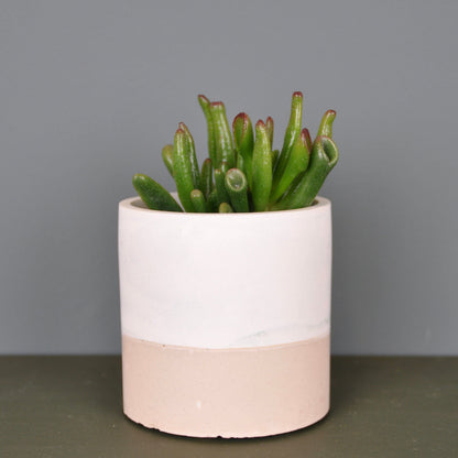 Plant Pots Ecru Jesmonite Small Planter homeware shops bristol gift shops bristol Calico Collective