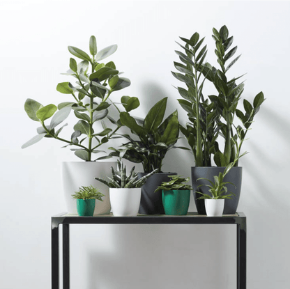 Plant Pots Recycled Plastic Plant Pot - 'brussels mini round' in White homeware shops bristol gift shops bristol Elho