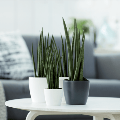 Plant Pots Recycled Plastic Plant Pot - 'brussels mini round' in White homeware shops bristol gift shops bristol Elho