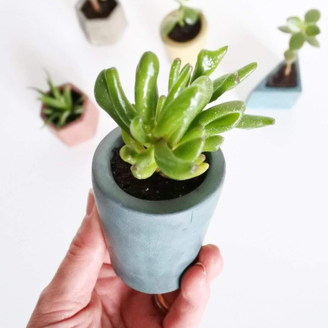 Vessel Concrete Mini Vessel - Cylinder (various colours) homeware shops bristol gift shops bristol Fern