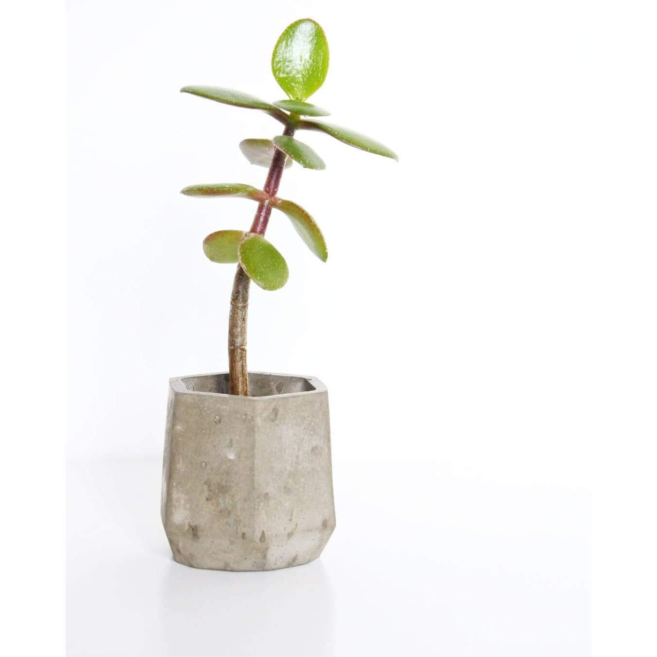 Vessel Natural Concrete Concrete Mini Vessel - Hexagon (various colours) homeware shops bristol gift shops bristol Fern