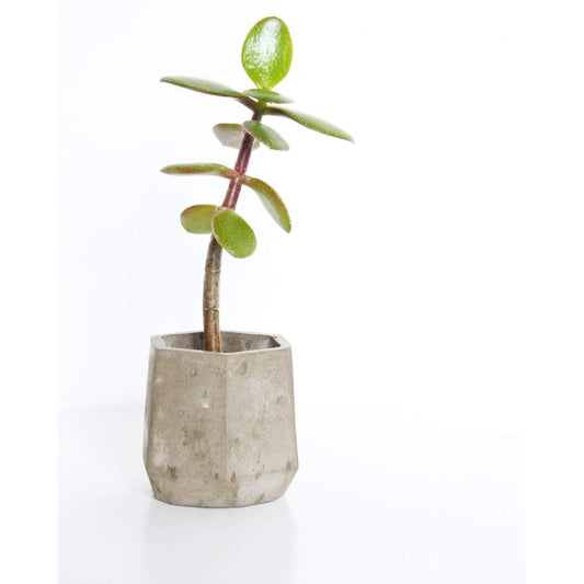 Vessel Natural Concrete Concrete Mini Vessel - Hexagon (various colours) homeware shops bristol gift shops bristol Fern