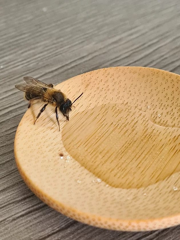 Making Kits Bee Rescue Kit homeware shops bristol gift shops bristol Nature Nurture Kids
